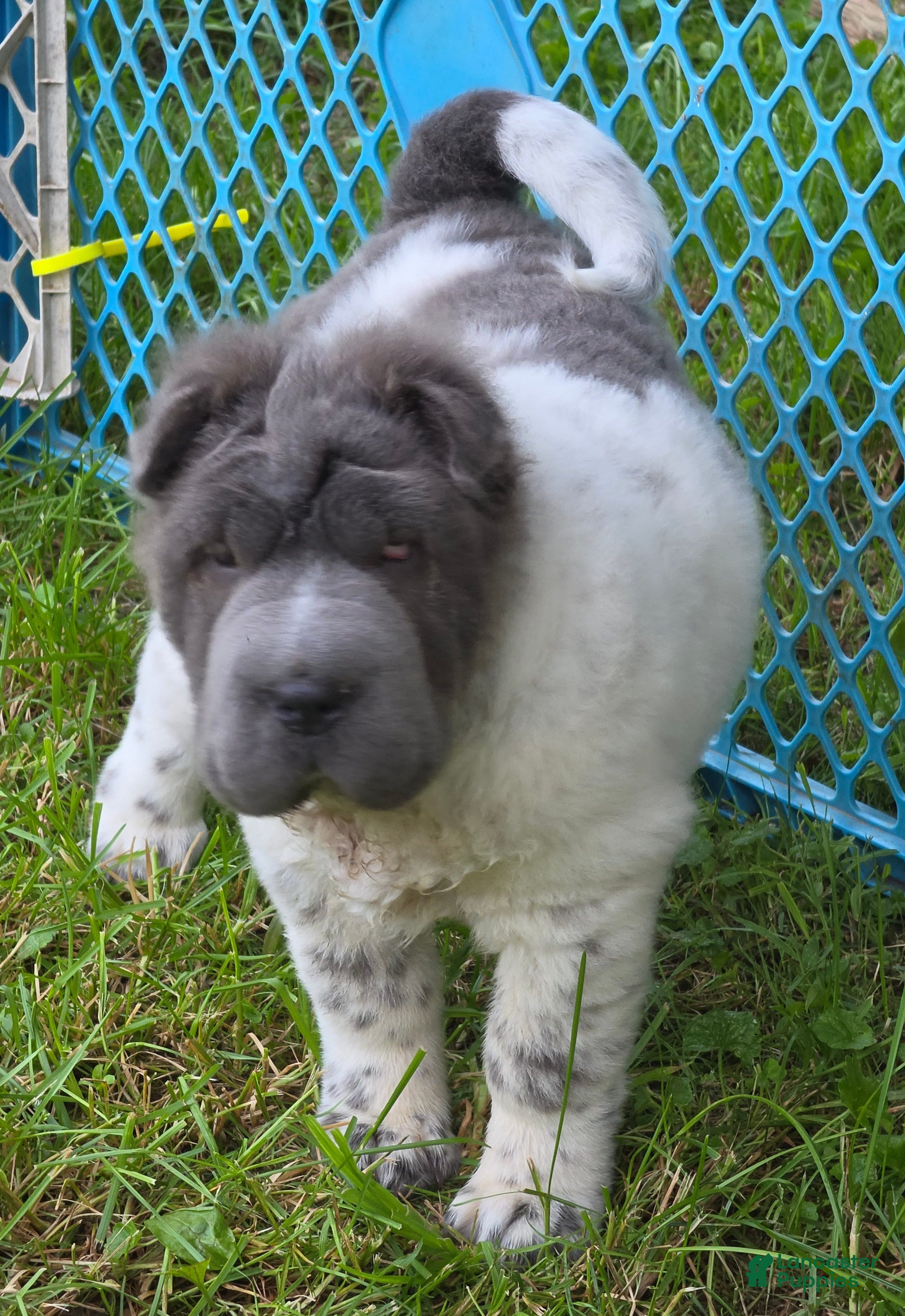 Shar Pei dogs Tiny Tom flower bear coat mini  - Ad 2