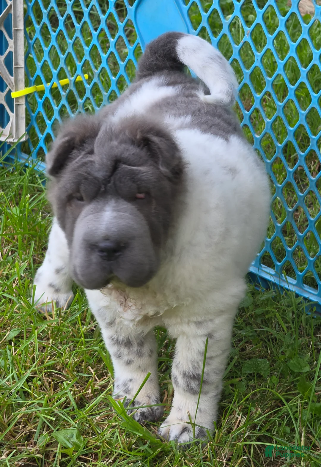 Shar Pei dogs for sale: Tiny Tom flower bear coat mini  - Ad 2