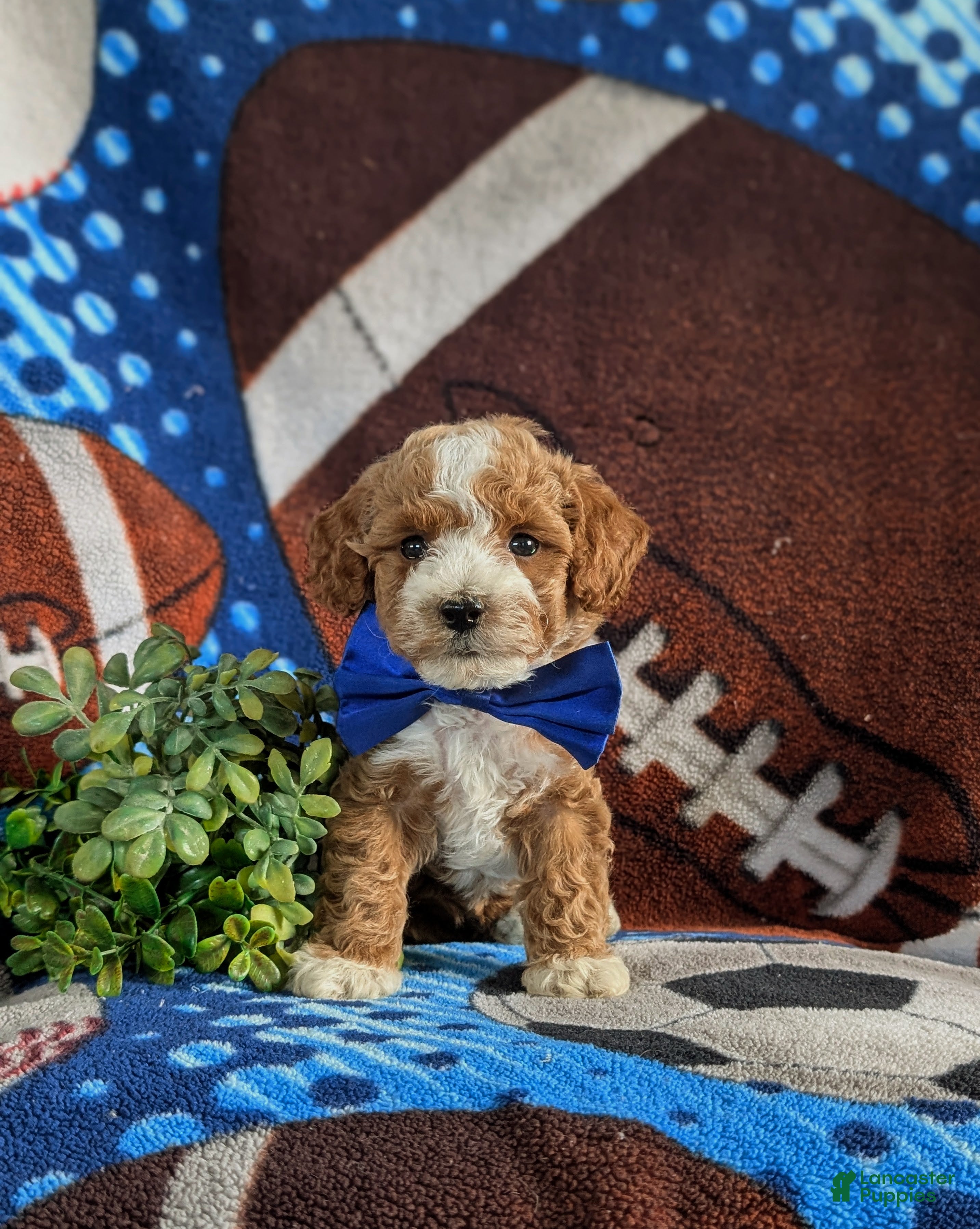 Bichpoo dogs Paxton 9 lbs Full Grown - Ad 2