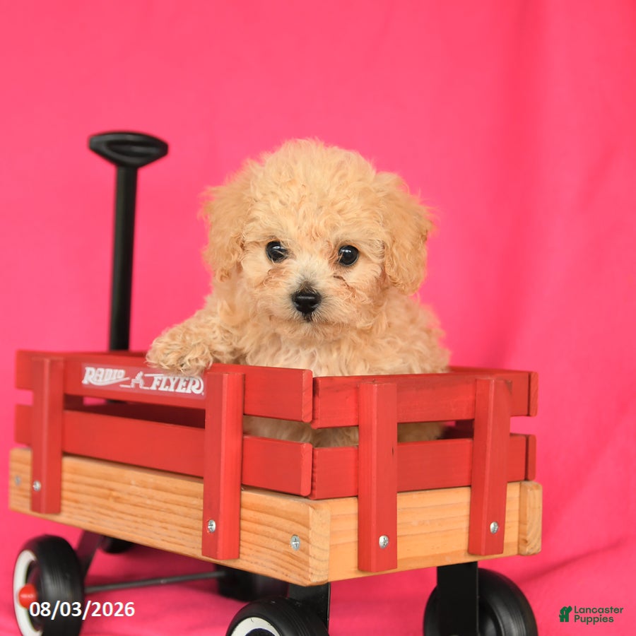 Toy Poodle dogs Theo - Ad 2