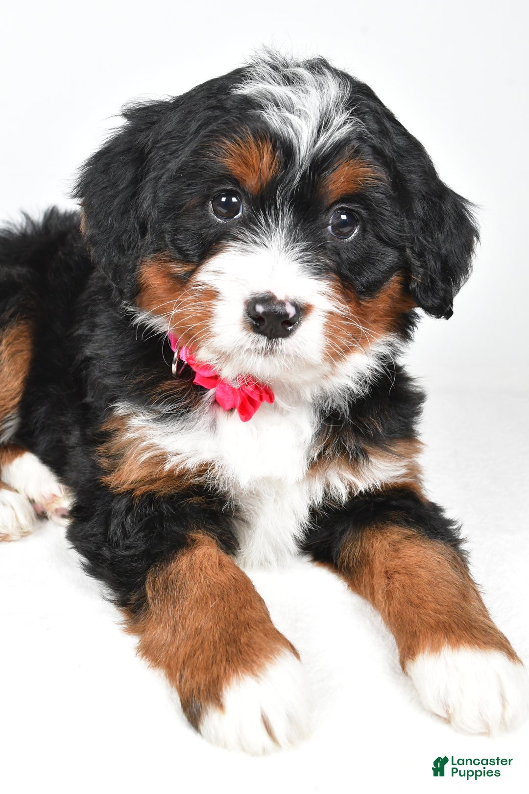 Mini Bernedoodle dogs for sale: Annabell - Ad 3