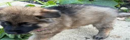 German Shepherd dogs for sale: Pinkie - Ad 3