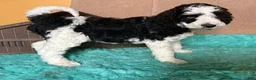Labradoodle dogs for sale: Labradoodle 4 - Ad 3