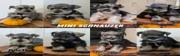 Miniature Schnauzer dogs for sale: Clover - Ad 13