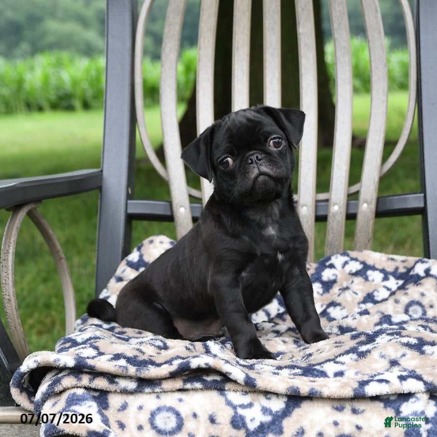 Pug dogs Adrian - Ad 1
