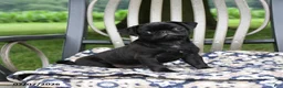Pug dogs for sale: Adrian - Ad 1