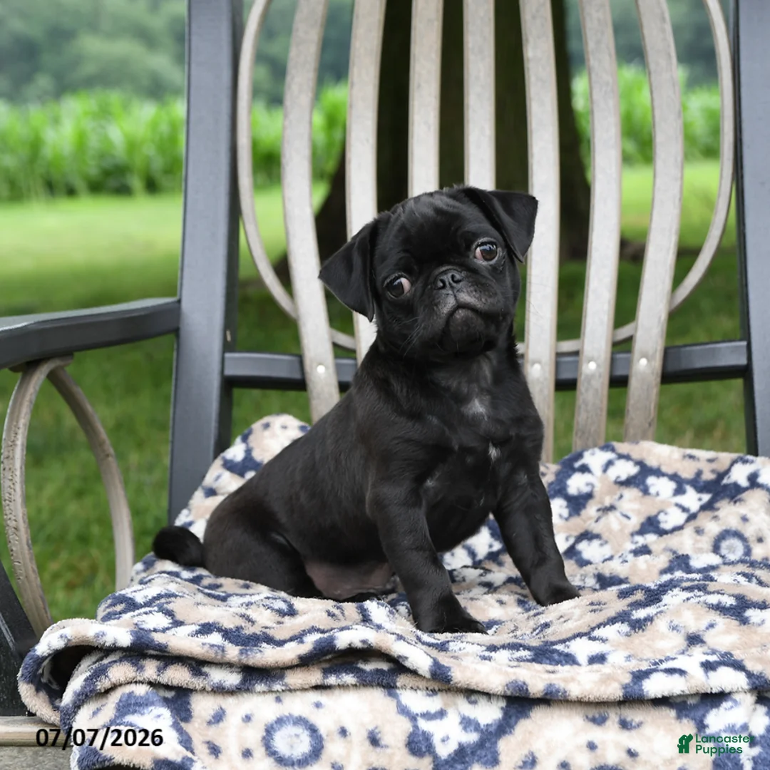 Pug dogs for sale: Adrian - Ad 1