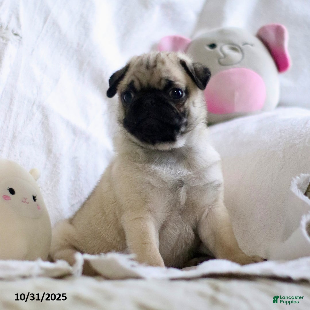 Pug dogs for sale: Pug Bug - Ad 2