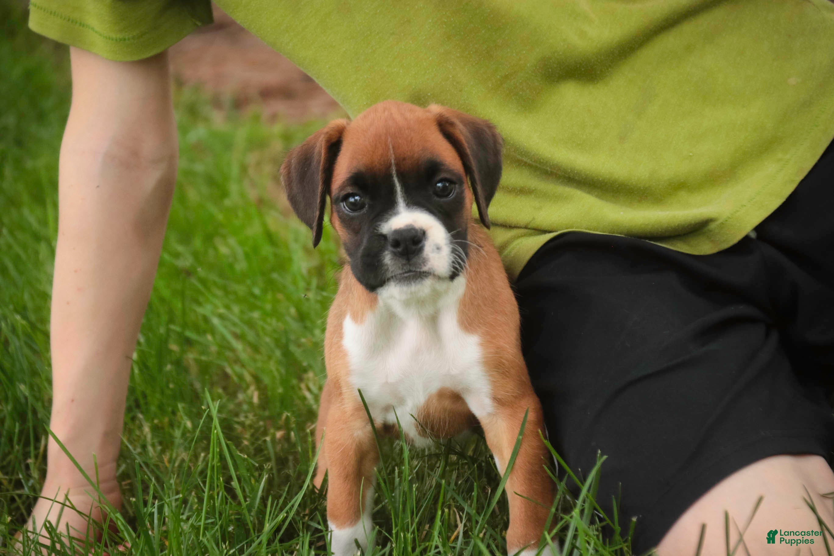 Boxer dogs Skye - Ad 1