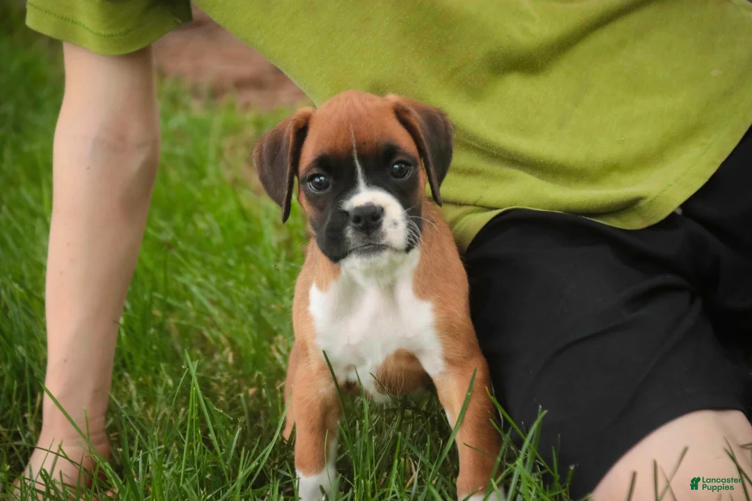 Boxer dogs for sale: Skye - Ad 1