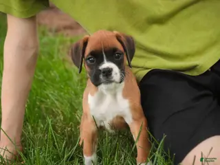 Boxer dogs for sale: Skye - Ad 4