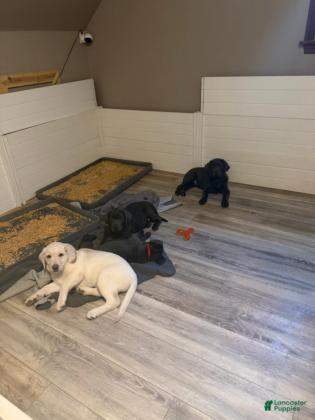 Labrador Retriever dogs for sale: Red - Ad 6