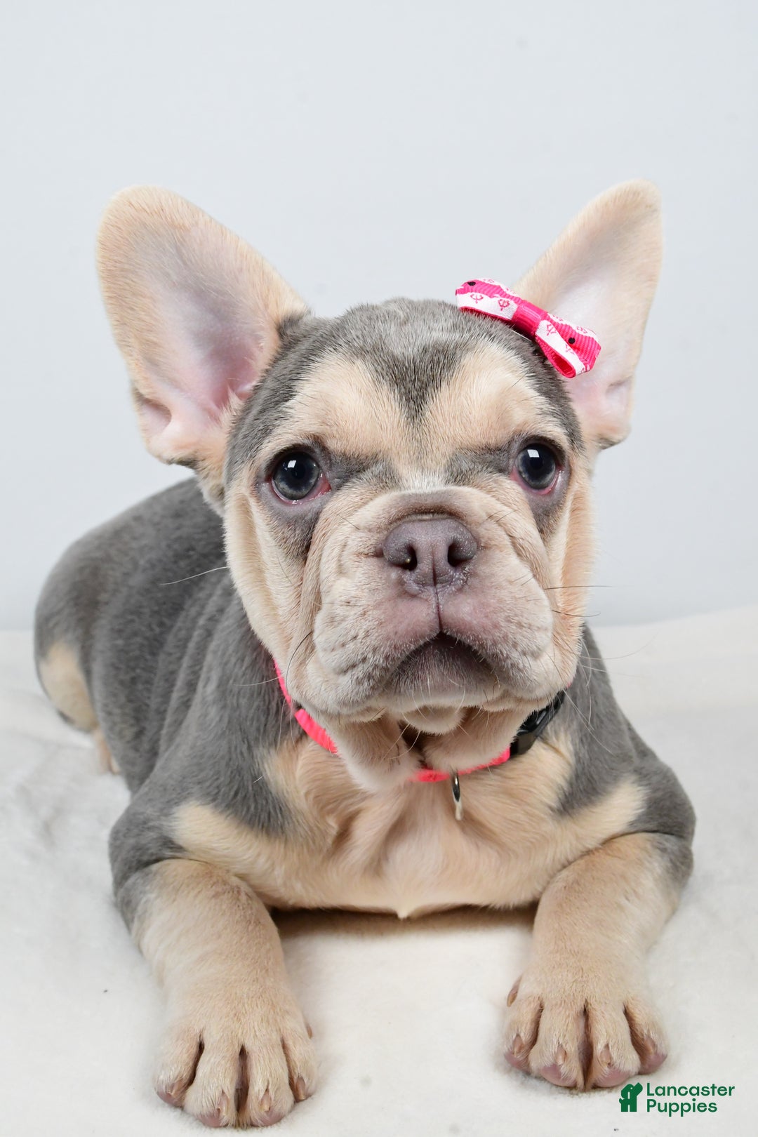 French Bulldog dogs for sale: Cupcake  - Ad 3