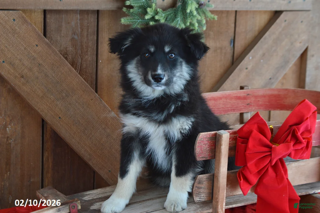 Mixed Breed dogs for sale: Rosette - Ad 2