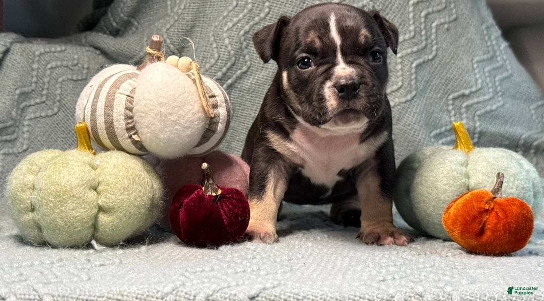 American Bully dogs for sale: Black Tri Female  - Ad 1