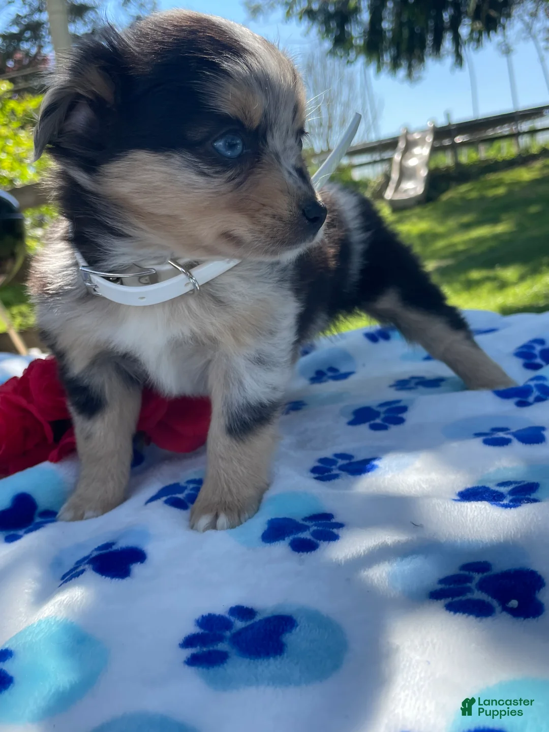 Toy Australian Shepherd dogs for sale: Jewel - Ad 2