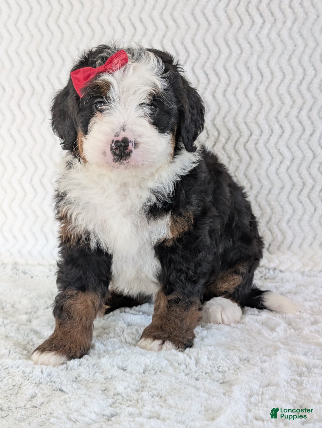 Mini Bernedoodle dogs for sale: Mini Jamie  - Ad 17