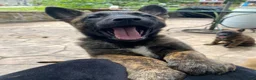Mixed Breed dogs for sale: Mixed Breed Puppy 2 - Ad 3