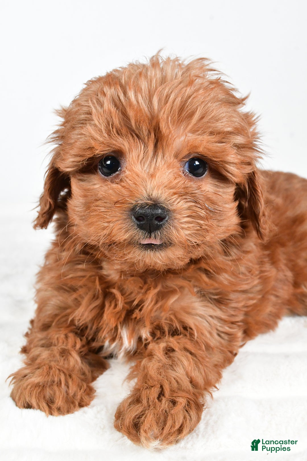 Havapoo dogs for sale: Honey - Ad 4