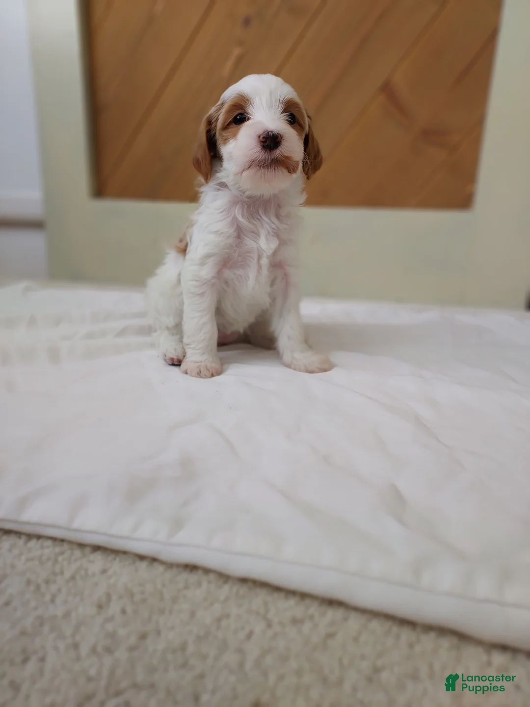 Cavapoo dogs for sale: Blossom - Ad 4