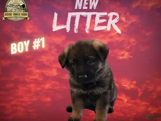 German Shepherd dogs German Shepherd Boy 1 - Ad 16