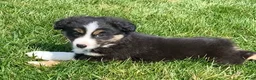 Mixed Breed dogs for sale: Hunter - Ad 5