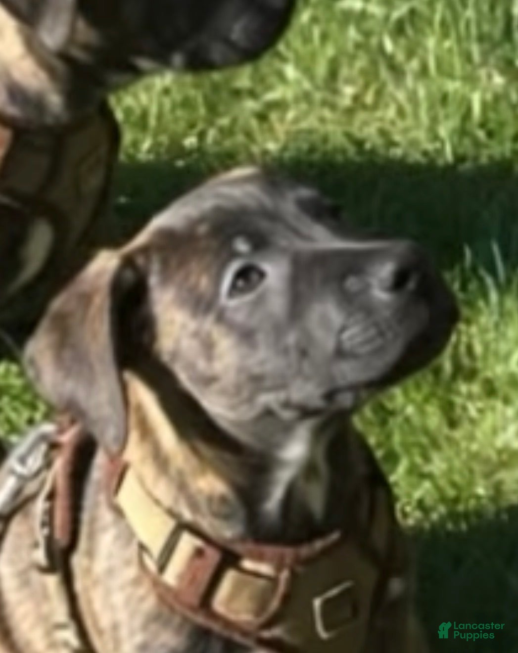 Mixed Breed dogs Bali  - Ad 16