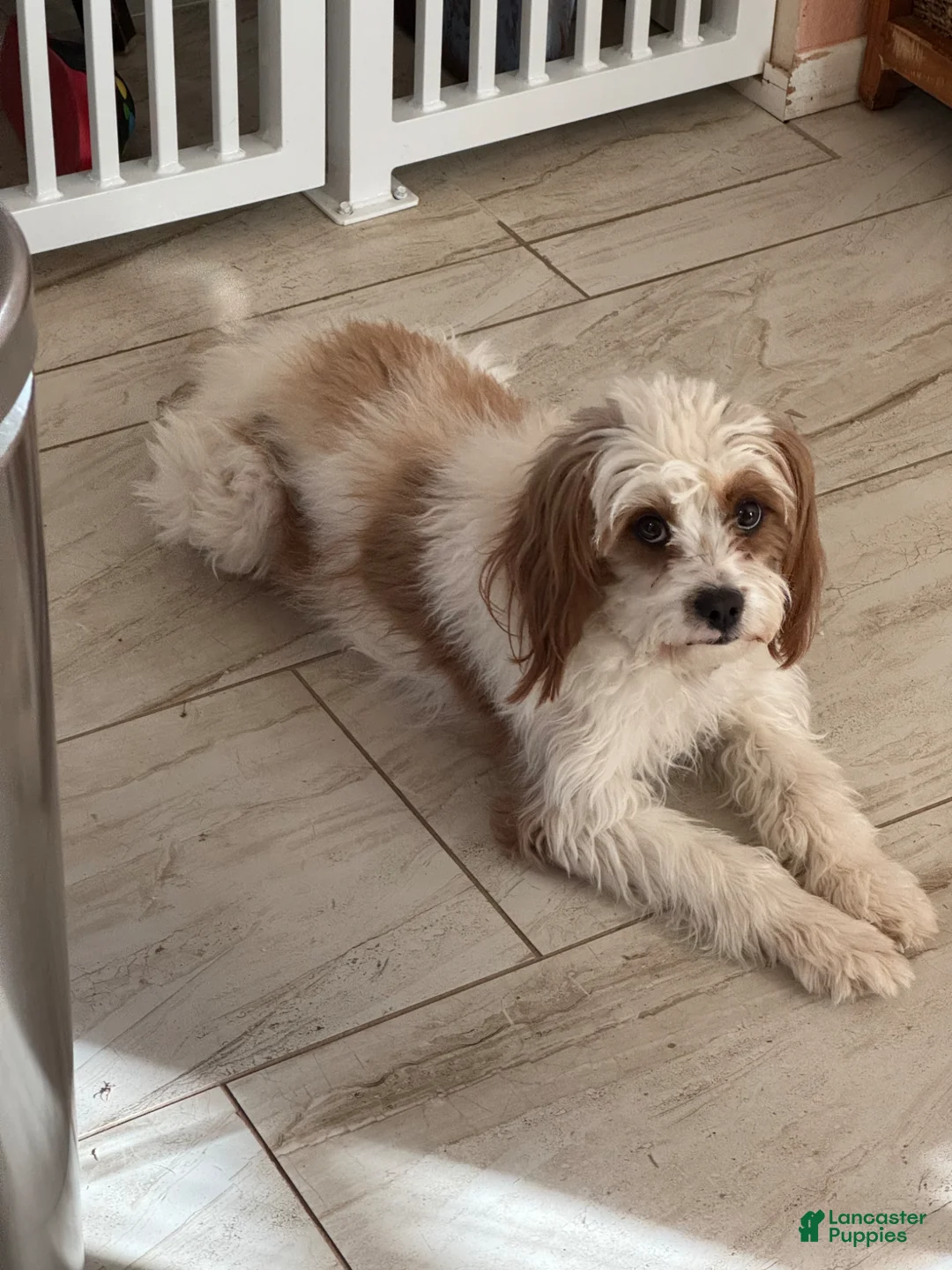 Cavapoo dogs for sale: Athena - Ad 2