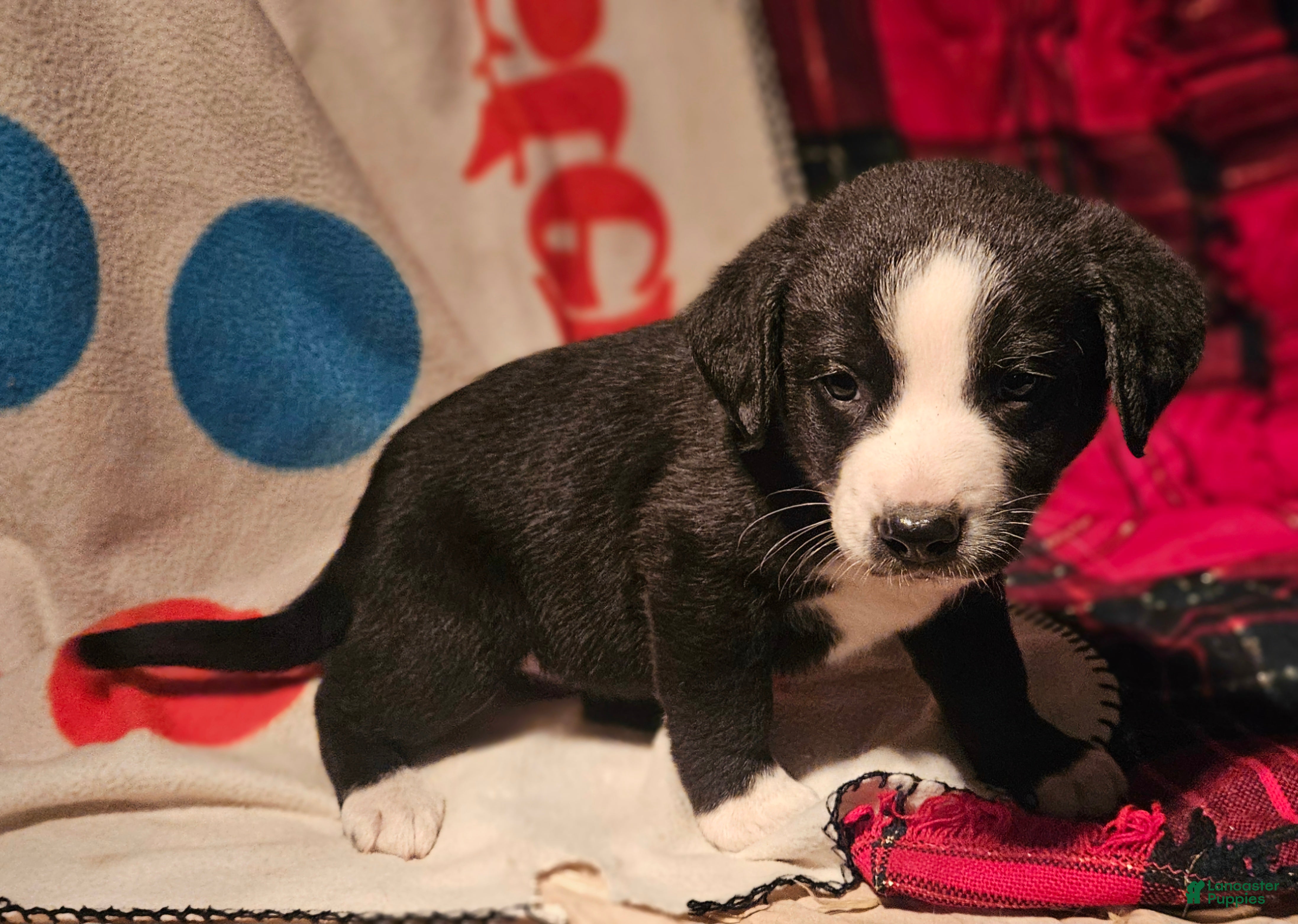 Border Collie dogs Earl - Ad 40