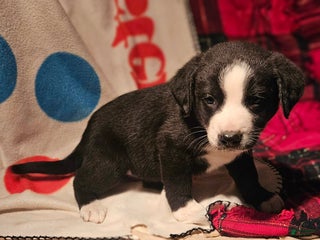 Border Collie dogs Earl - Ad 40