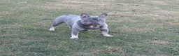 French Bulldog dogs for sale: AKC Laken - Ad 6