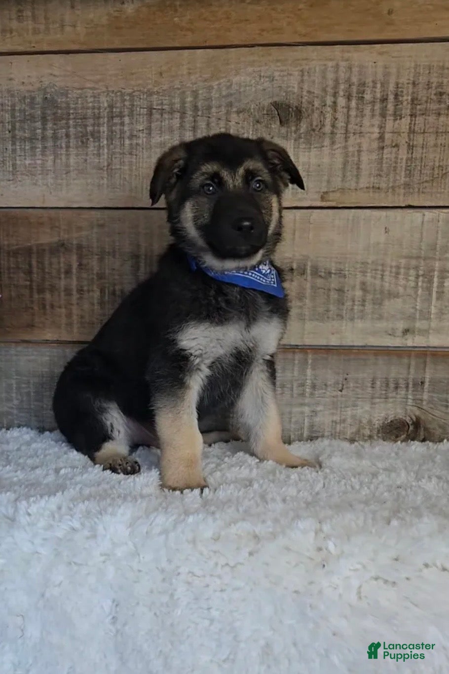 German Shepherd dogs Kaiser - Ad 29