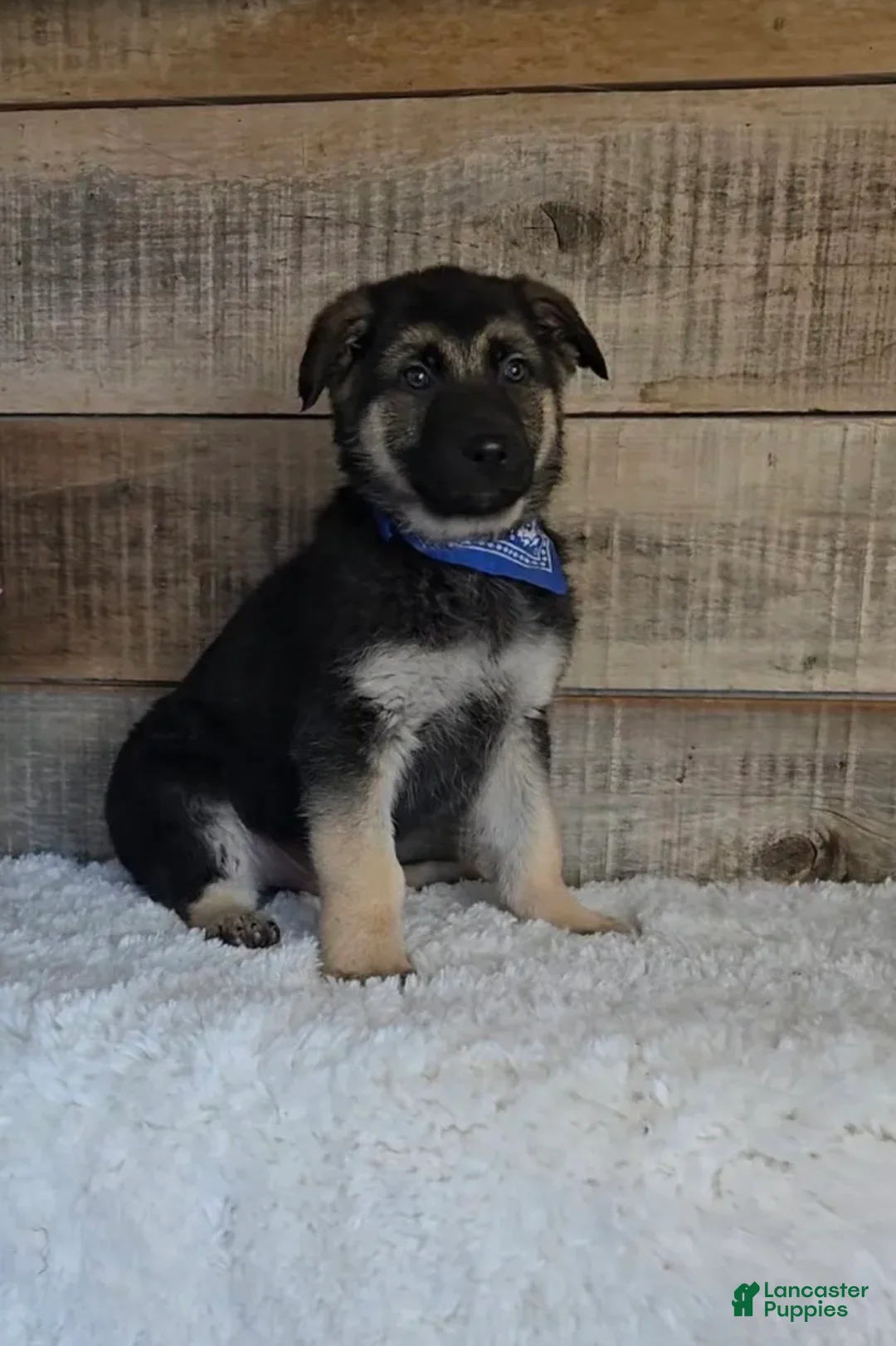 German Shepherd dogs for sale: Kaiser - Ad 1