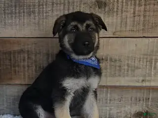 German Shepherd dogs Kaiser - Ad 29