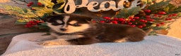 Pomsky dogs for sale: Feliz - Ad 3