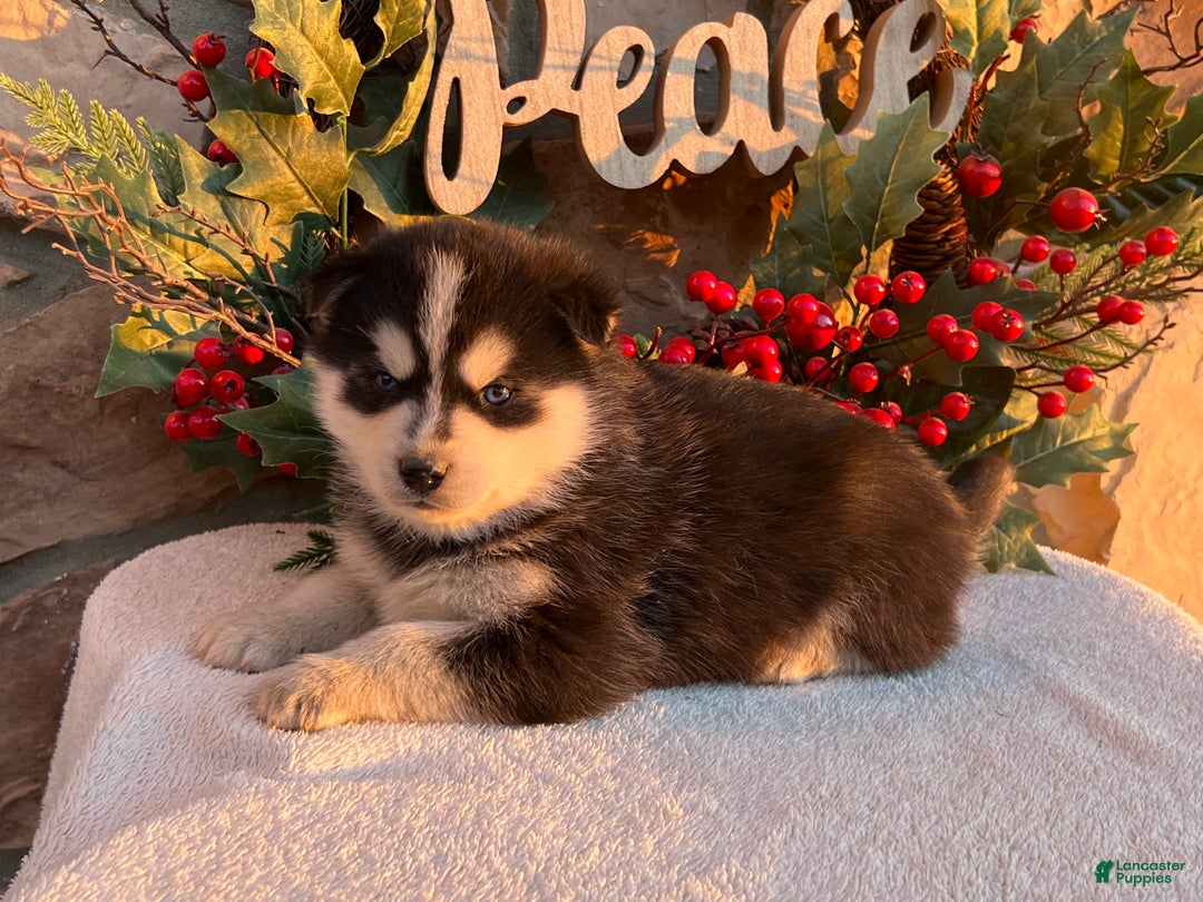 Pomsky dogs for sale: Feliz - Ad 3