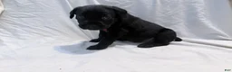 Cane Corso dogs for sale: Cain AKC red collar - Ad 20