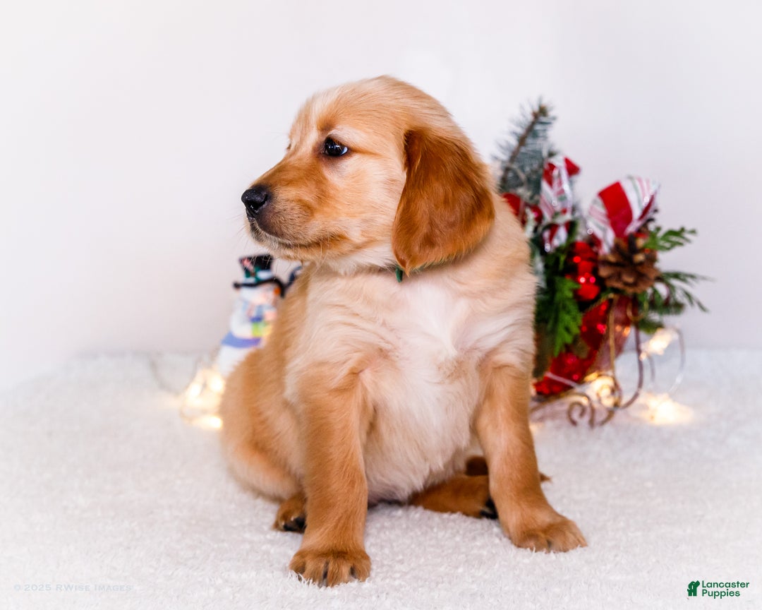Golden Retriever dogs for sale: Heidi - Ad 8
