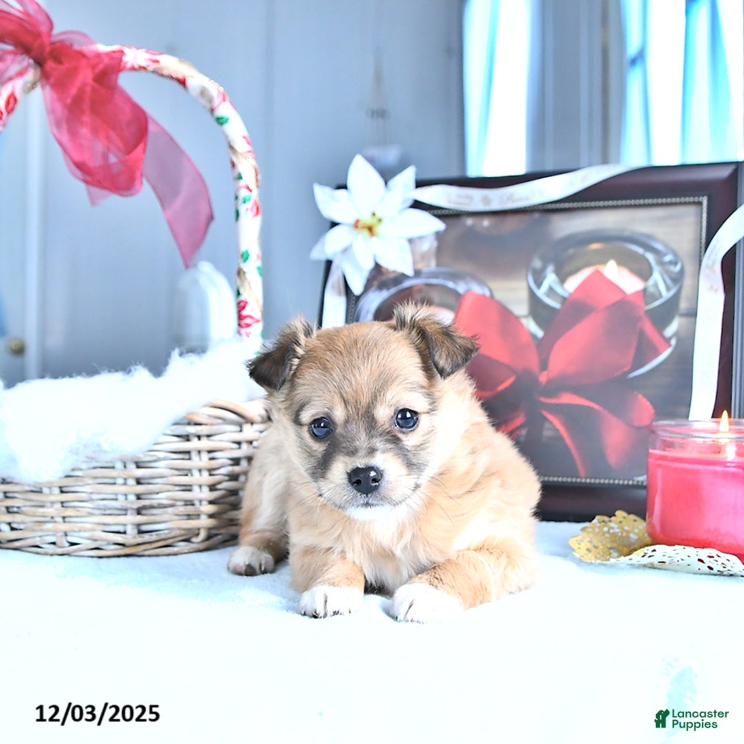 Chihuahua dogs for sale: Mr. Sparky (Long-Haired) - Ad 3