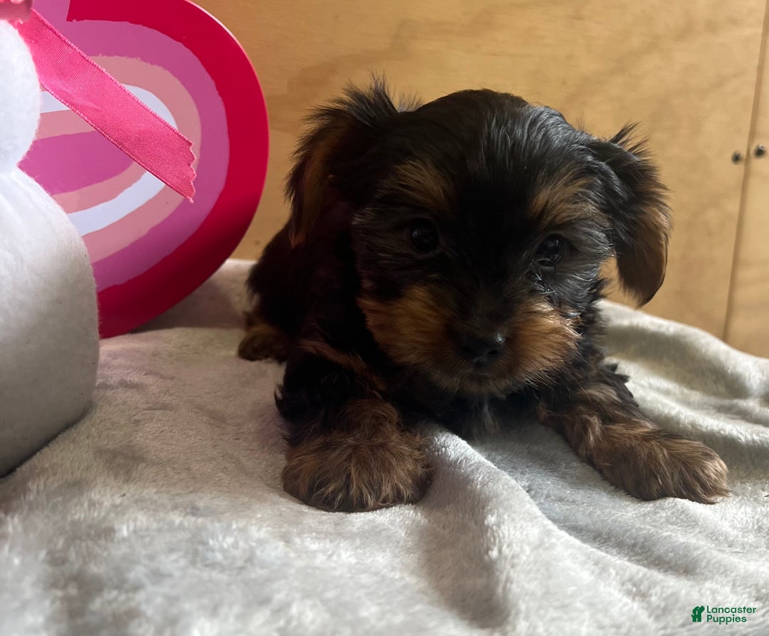 Yorkshire Terrier dogs for sale: Luca - Ad 6