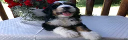 Mini Bernedoodle dogs for sale: Bella - Ad 12