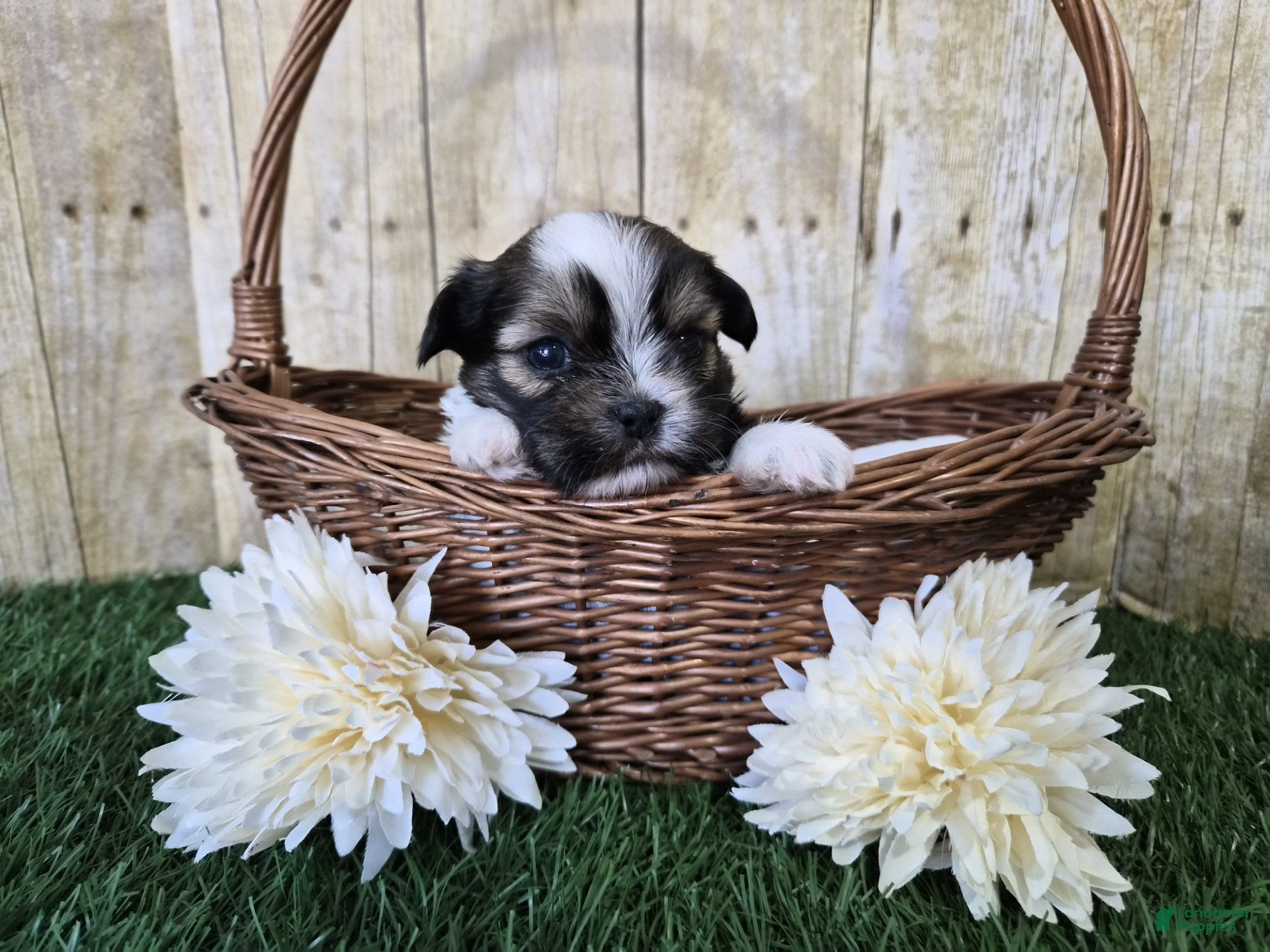 Shorkie dogs Cowboy - Ad 2