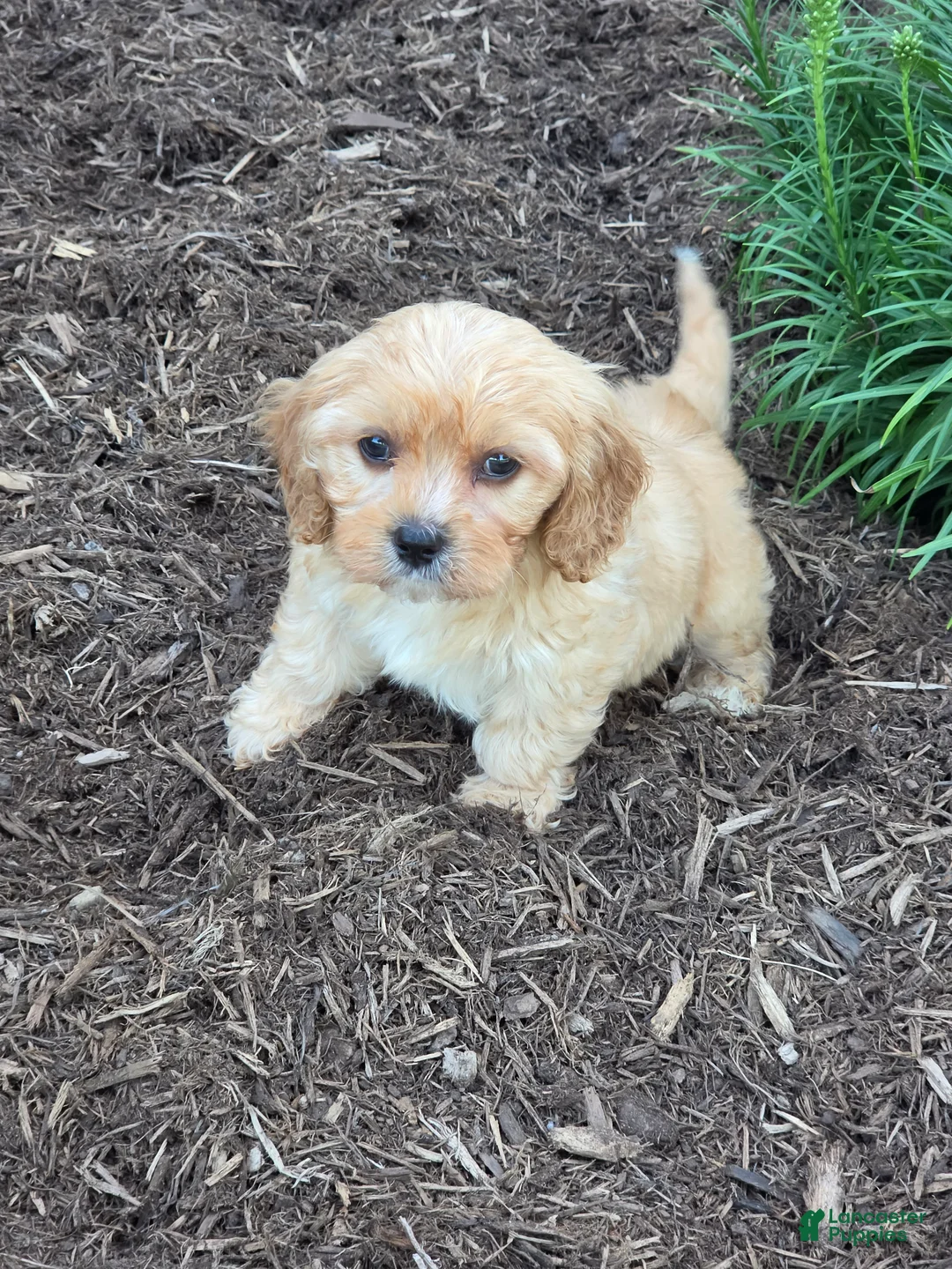 Cavapoo dogs for sale: Ollie - Ad 1