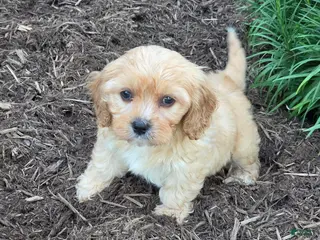 Cavapoo dogs Ollie - Ad 5
