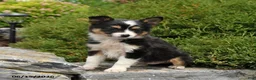 Miniature Australian Shepherd dogs for sale: Lilac - Ad 2