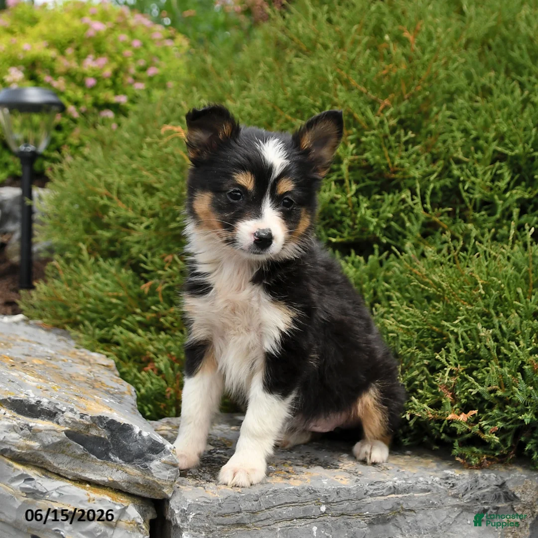 Miniature Australian Shepherd dogs for sale: Lilac - Ad 2