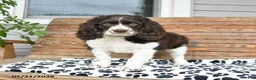 Mixed Breed dogs for sale: Patches - Ad 1