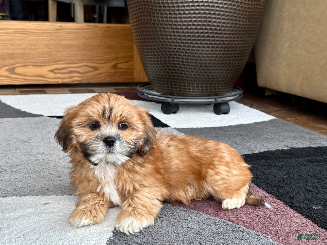 Lhasa Apso dogs for sale: Lacy - Ad 3