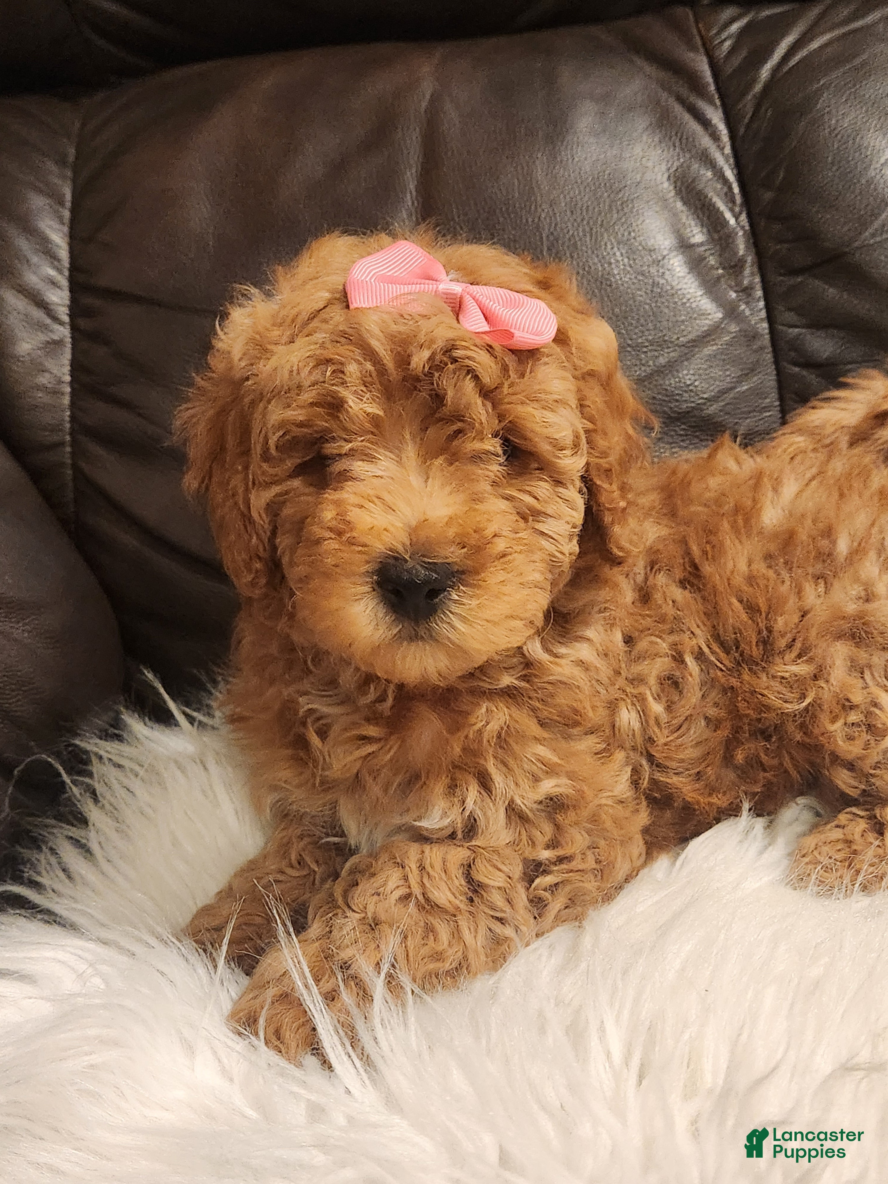 Mini Bernedoodle dogs for sale: COOKIE - MINI BERNEDOODLE LOVELY PUPPY (RICHLAND, PA) - F1BB - Ad 1