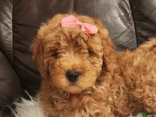 Mini Bernedoodle dogs for sale: COOKIE - MINI BERNEDOODLE LOVELY PUPPY (RICHLAND, PA) - F1BB - Ad 1